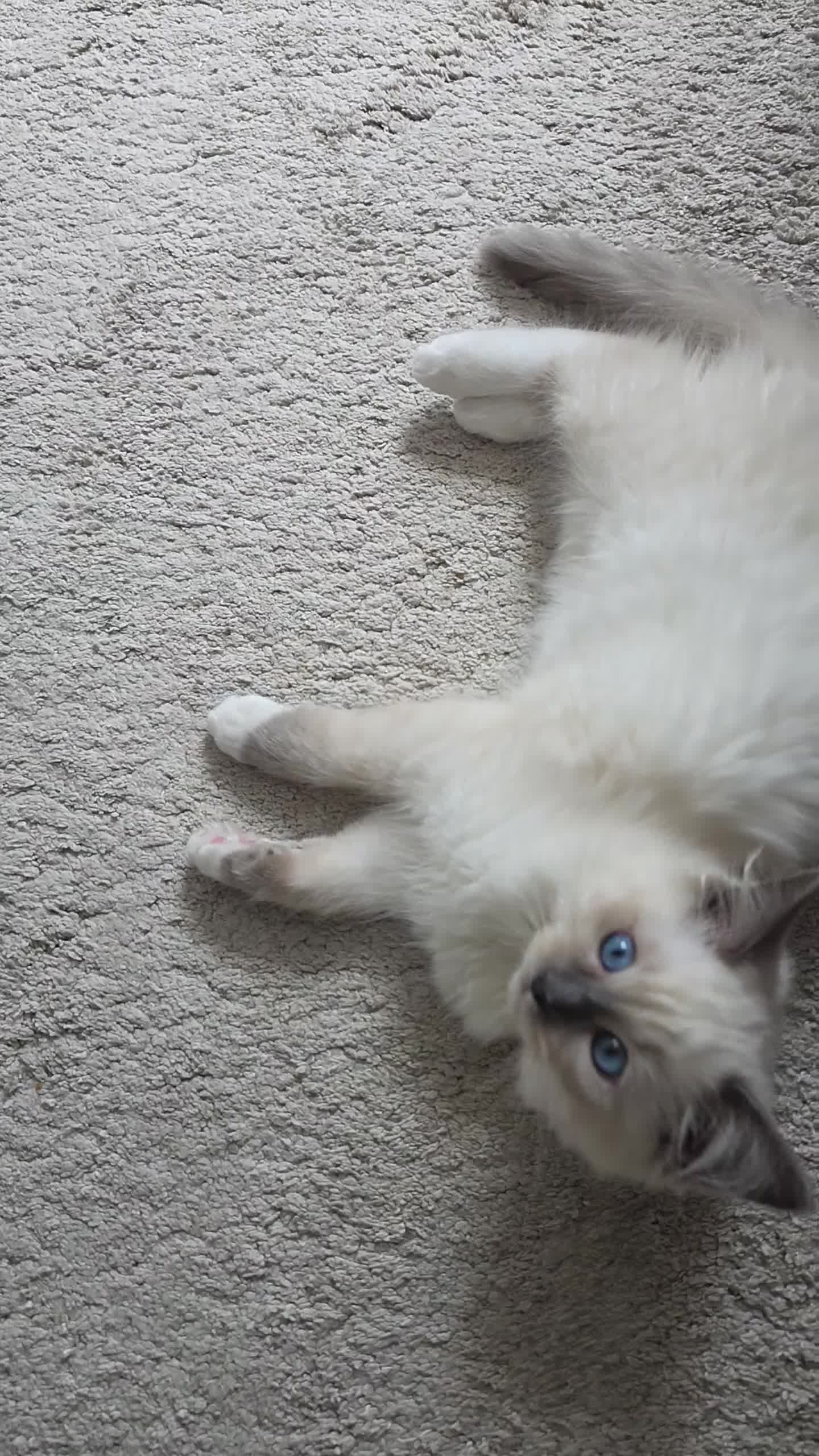 Ragdoll cats for sale: NOW READY 2 GO Ragdoll Kittens  - Video 1