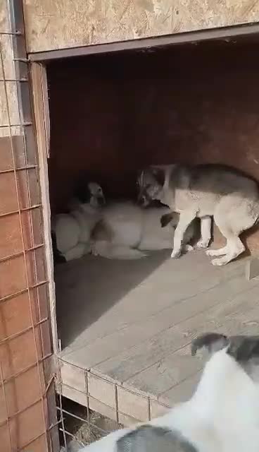 Mixed Breed dogs for adoption: Bonded Trio Seeking Sanctuary 🐾 - Video 1