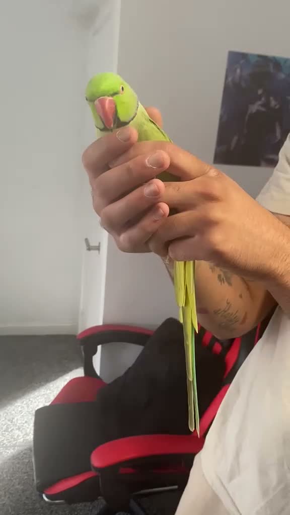 Parrots birds for sale: Beautiful male ringneck talking parrot  - Video 1