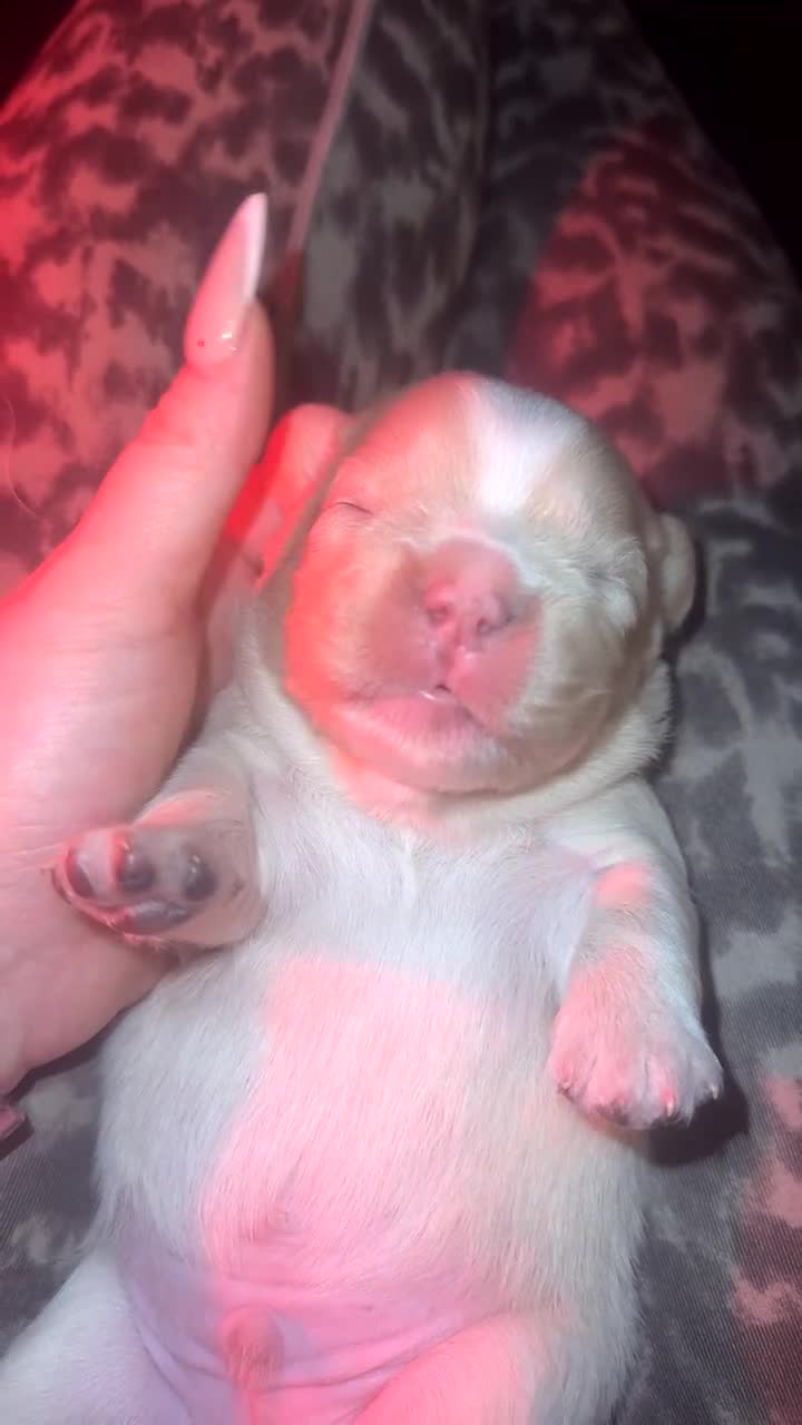 French Bulldog dogs for sale: Full fluffy male frenchie in Dunfermline - Video 1