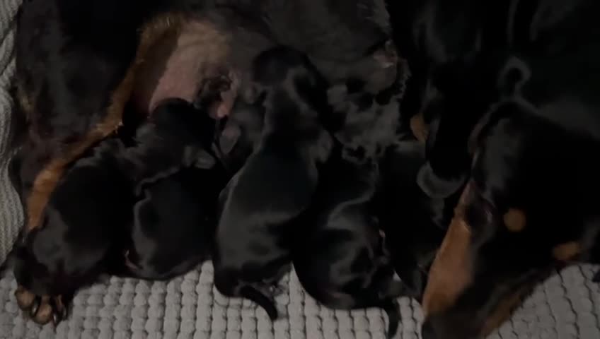 Dachshund dogs for stud: *STUD* mini in Romford - Video 1