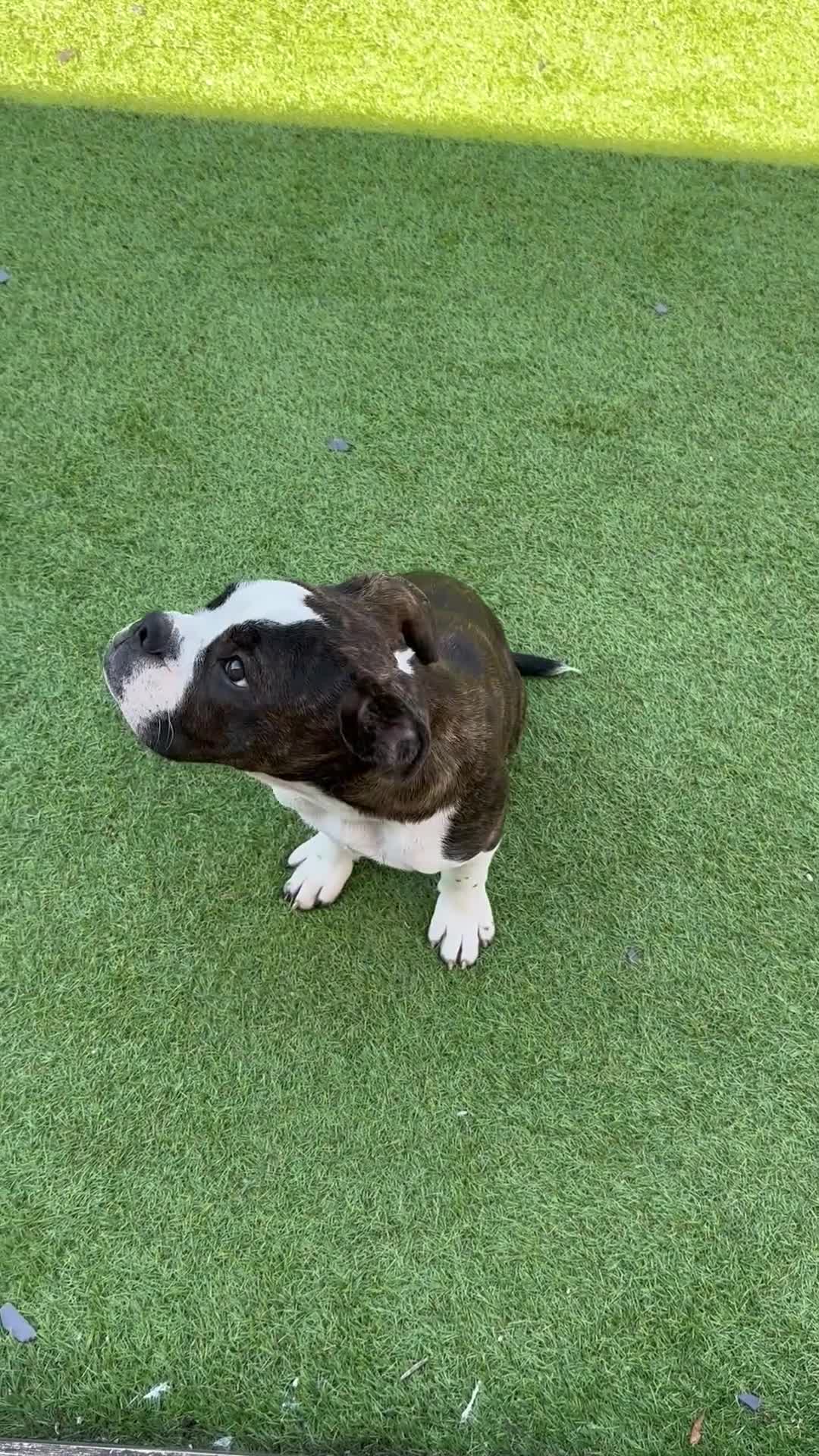 Dorset Olde Tyme Bulldogge dogs for sale: 2 stunning OTB left  - Video 3