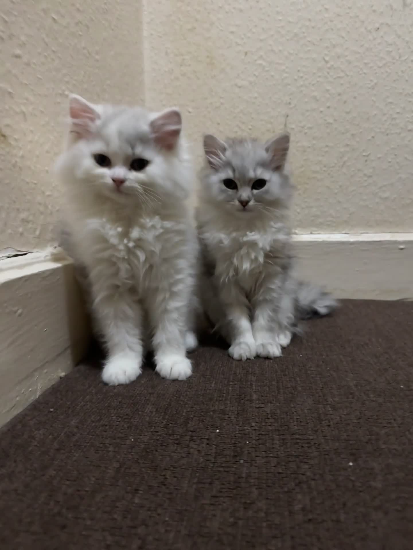 Persian cats for sale: Persian Chinchilla Kittens - Video 2