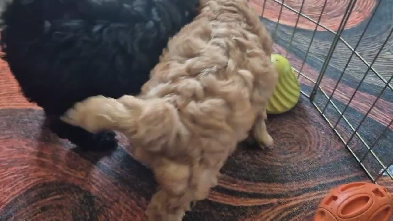 Labradoodle dogs for sale: Stunningly beautiful Miniature Labradoodles !  - Video 1