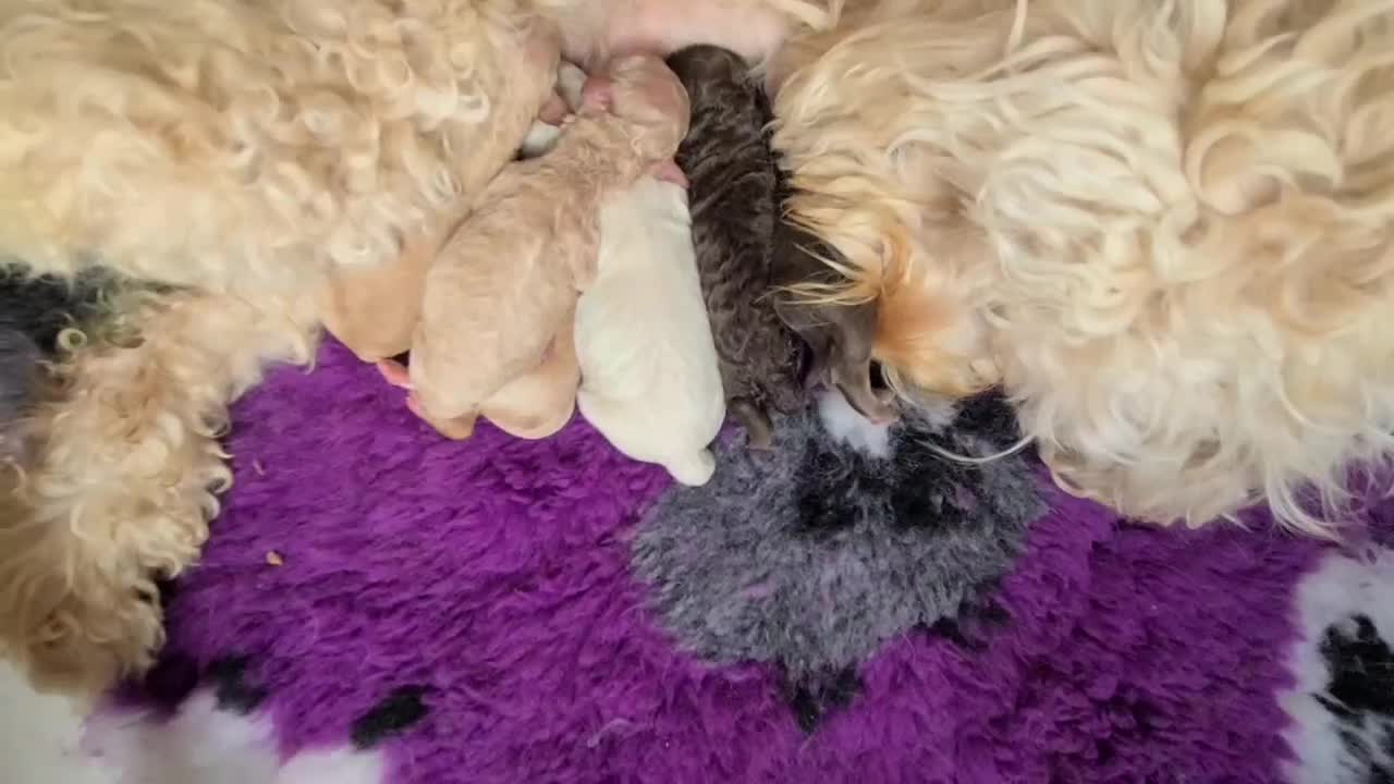 Cockapoo dogs for sale: F1b Cockapoos. Boys & Girls. DNA HEALTH TESTED - Video 1