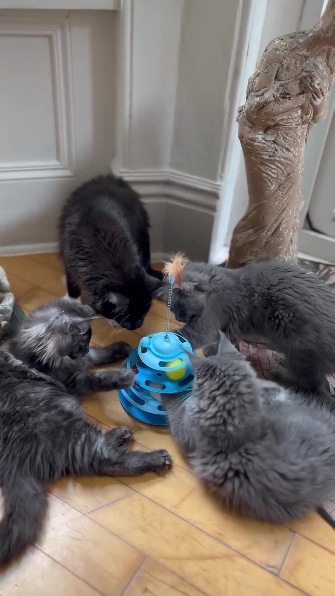 Maine Coon cats for sale: GCCF active / domestic Maine Coon  - Video 4