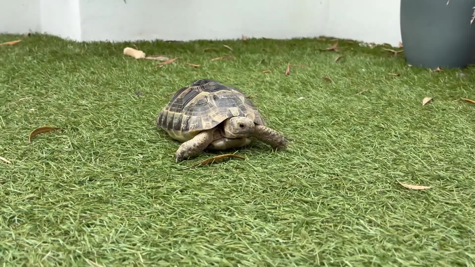 Mixed Breed invertebrates for sale: Spur thigh tortoise + table, lamps and food - Video 1
