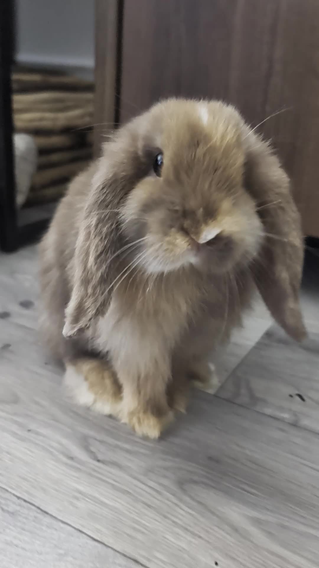 Mini Lop rabbits for sale: Female baby mini lops for sale in Warrington - Video 2