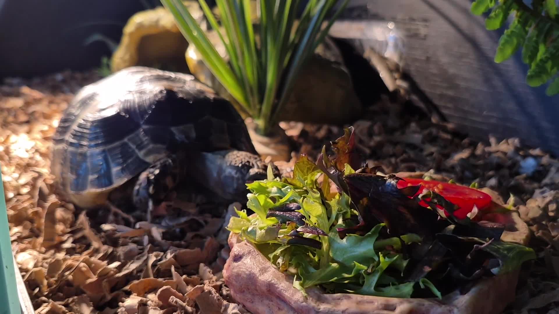Tortoise reptiles for sale: Spur-thighed tortoise in Whitby - Video 1