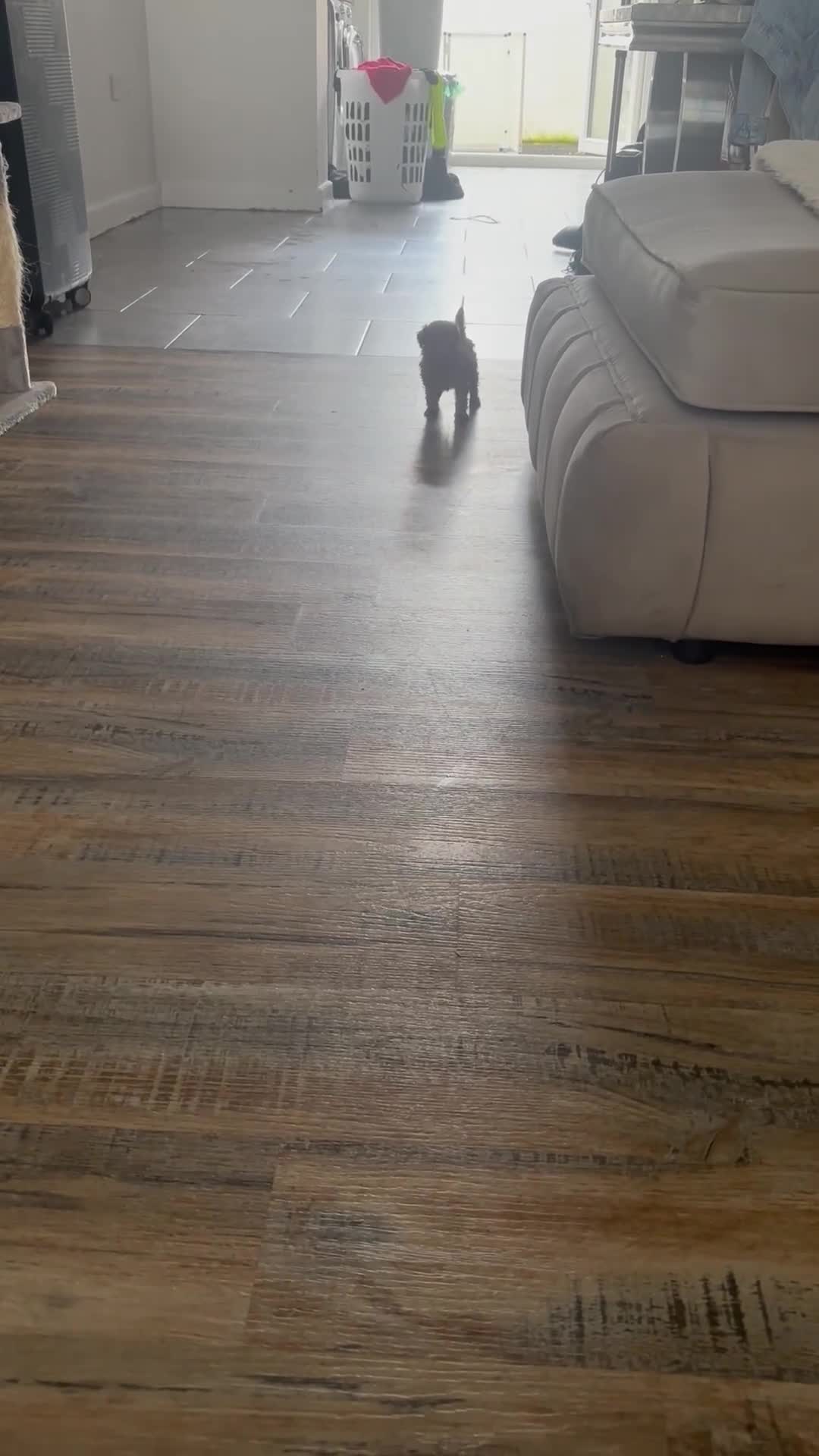 Miniature Poodle dogs for sale: Mini poodle puppies ready to leave Friday  in Swansea - Video 3