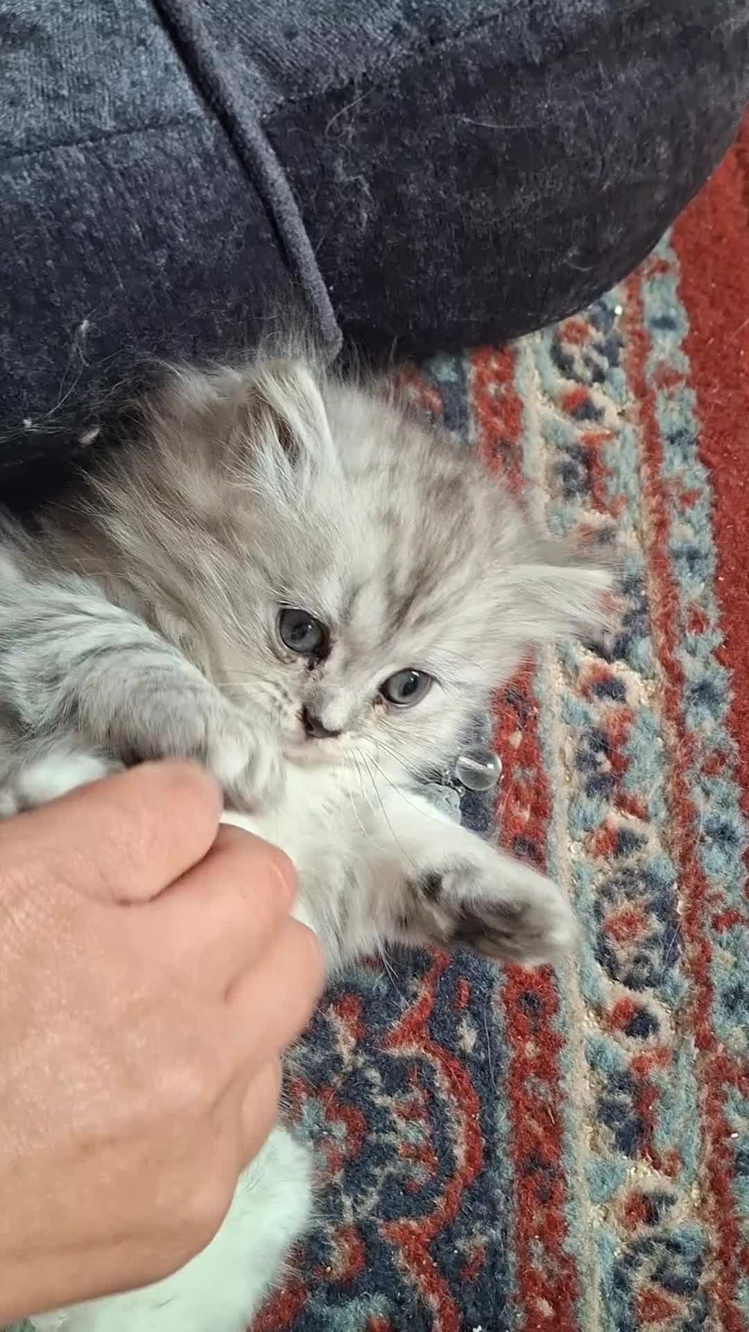 Persian cats for sale: Persian chinchilla  - Video 1