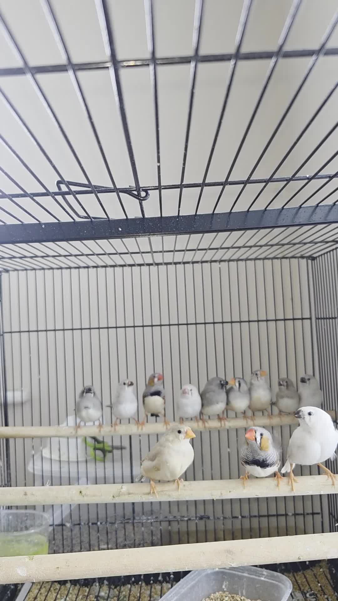 Finches birds for sale: Mix Aviary born Zebra Finch - Video 1