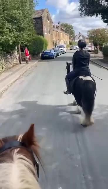 Irish Cob horses for sale: 12.2 mini cob gelding  - Video 2