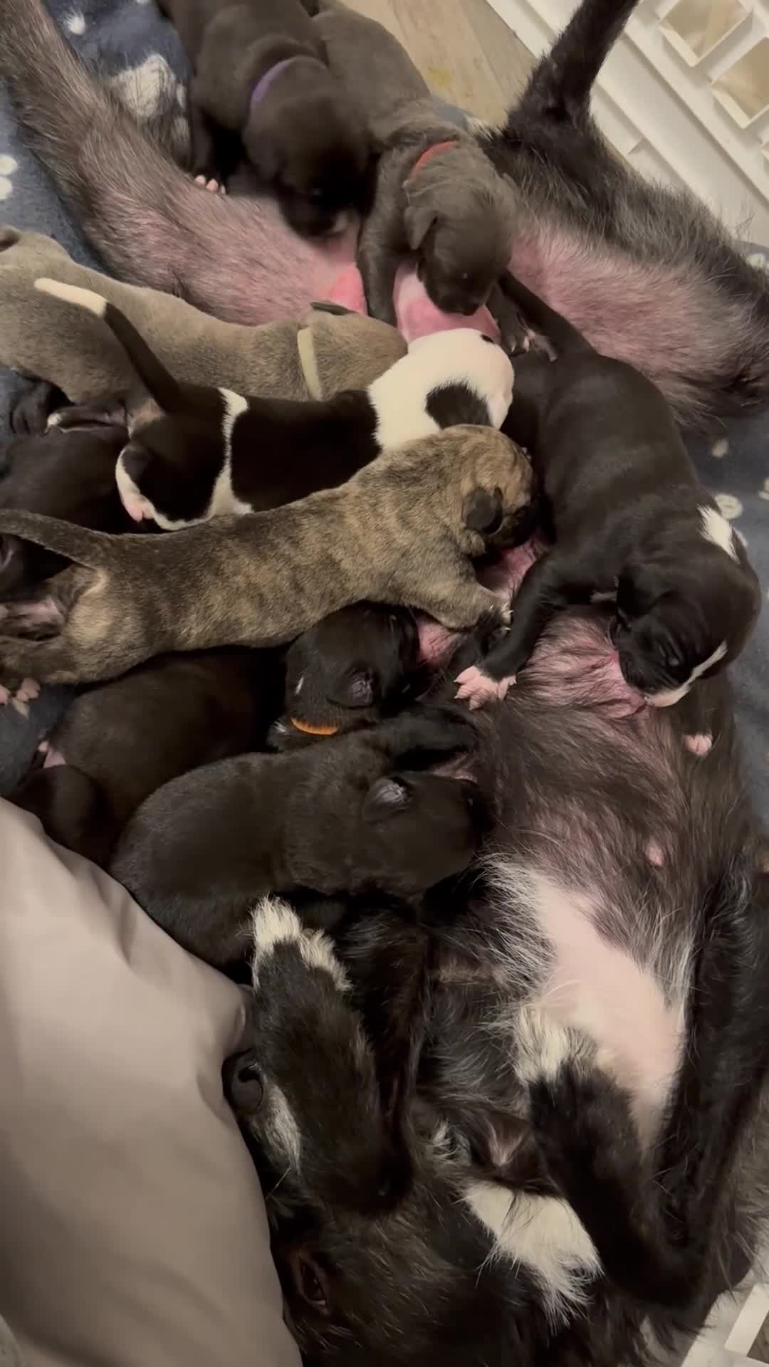 Mixed Breed dogs for sale: 75% Lurcher 25% Cane Corso Puppies - Video 1