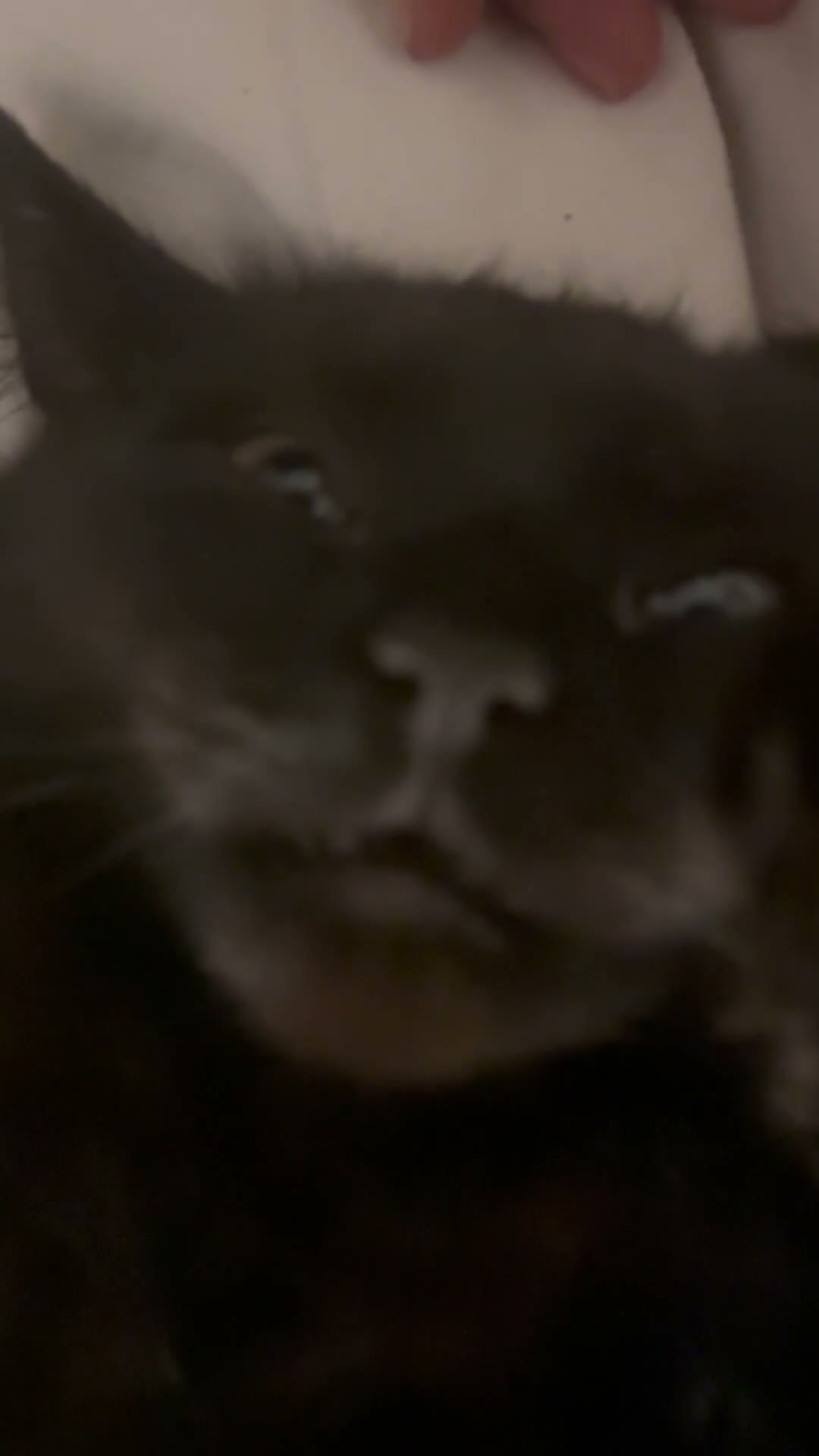 Mixed Breed cats for sale: Beautiful kittens for sale in Bristol - Video 1