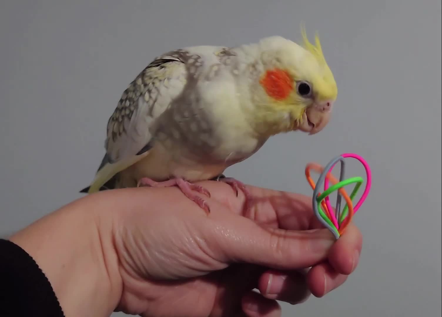 Cockatiels birds for sale: Hand reared silly tame DNA sexed baby cockatiels  - Video 3
