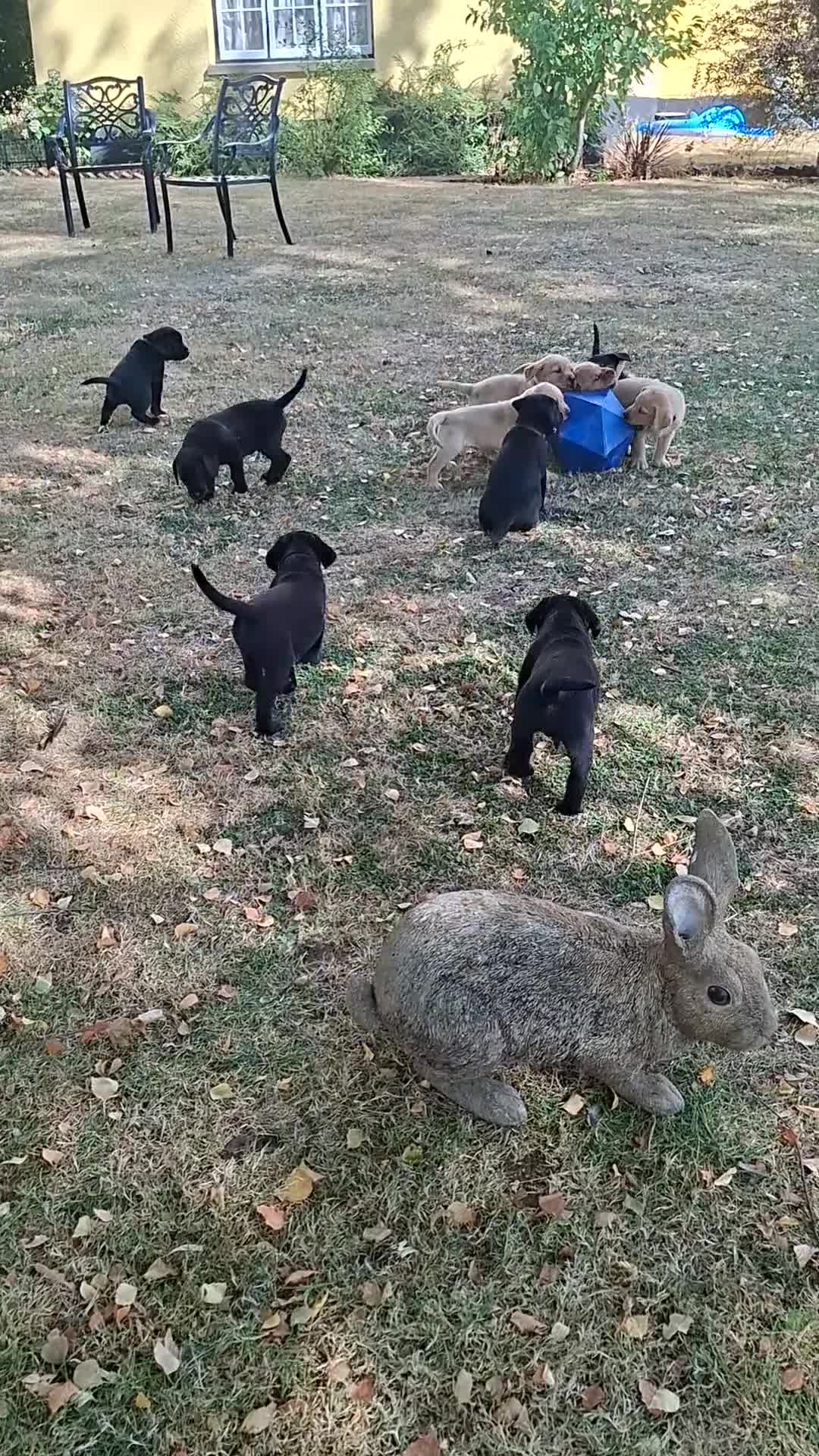 Labrador Retriever dogs for sale: Stunnning KC registered puppies. Ready to leave. - Video 5