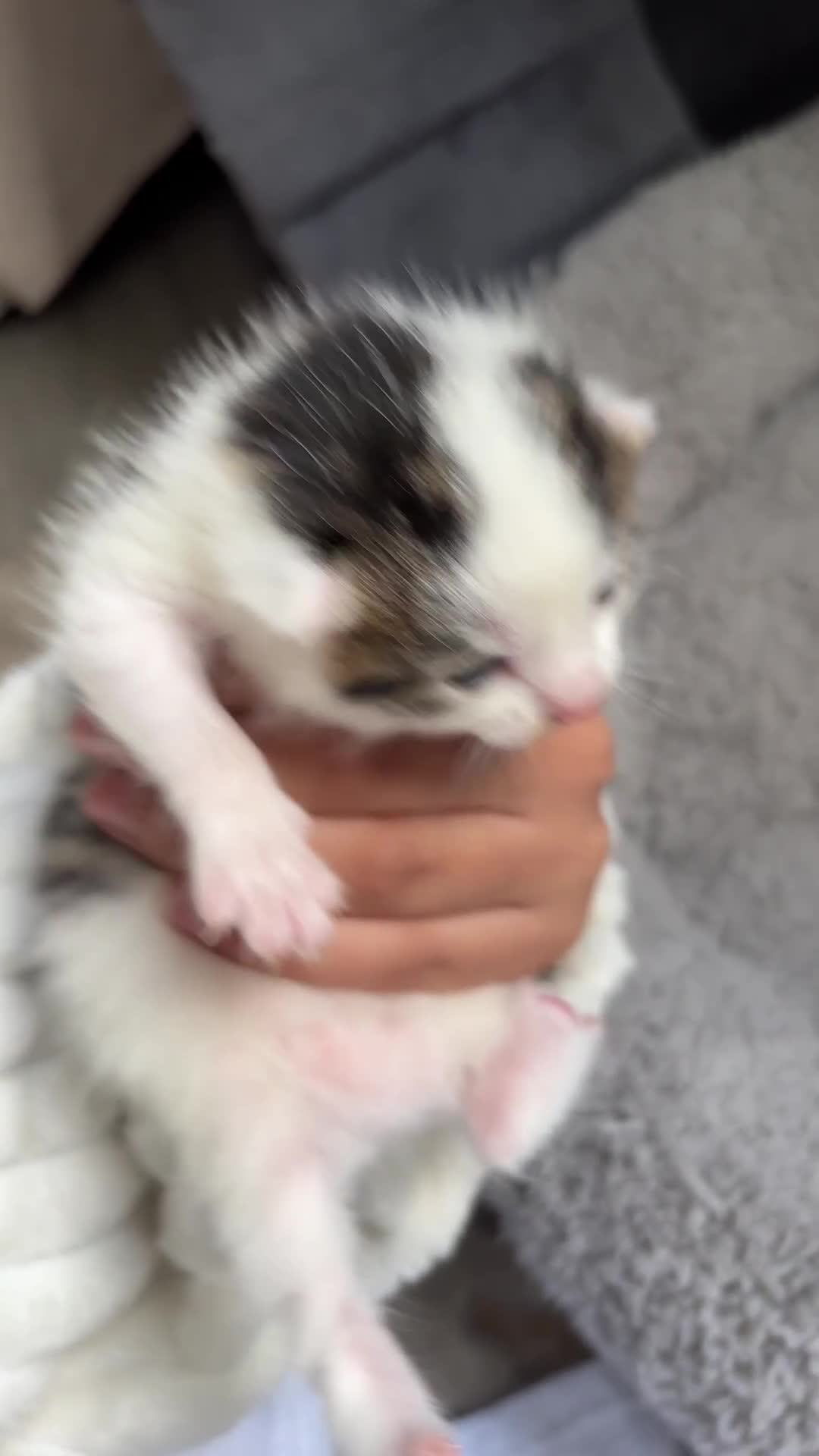 Domestic Shorthair cats for sale: 🐱 Beautiful  Kittens Looking for Loving Homes 🏡 - Video 1