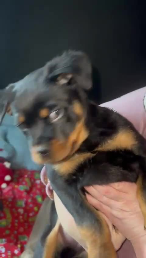 Rottweiler dogs for sale: Gorgeous Male Rotty Pup for Sale! Ready to Leave - Video 5