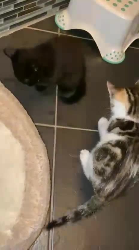 Mixed Breed cats for sale: Two nice kittens  - Video 1
