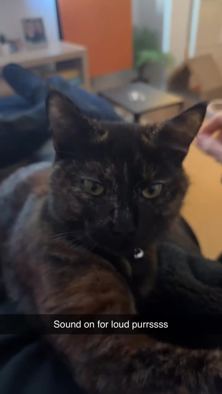 Mixed Breed cats for sale: 7 month old brother & sister looking for new home - Video 2