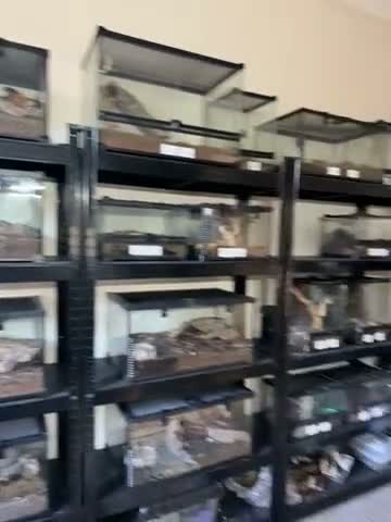 Tarantulas invertebrates for sale: Arachnids / Scorpions - Video 1