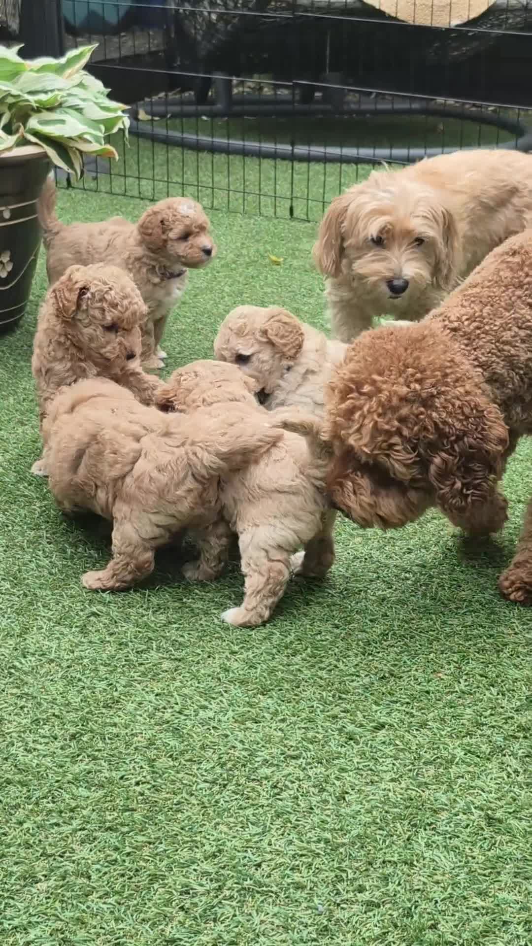 Mixed Breed dogs for sale: ❤️ STUNNING WESTIEPOO PUPS ❤️ - Video 1