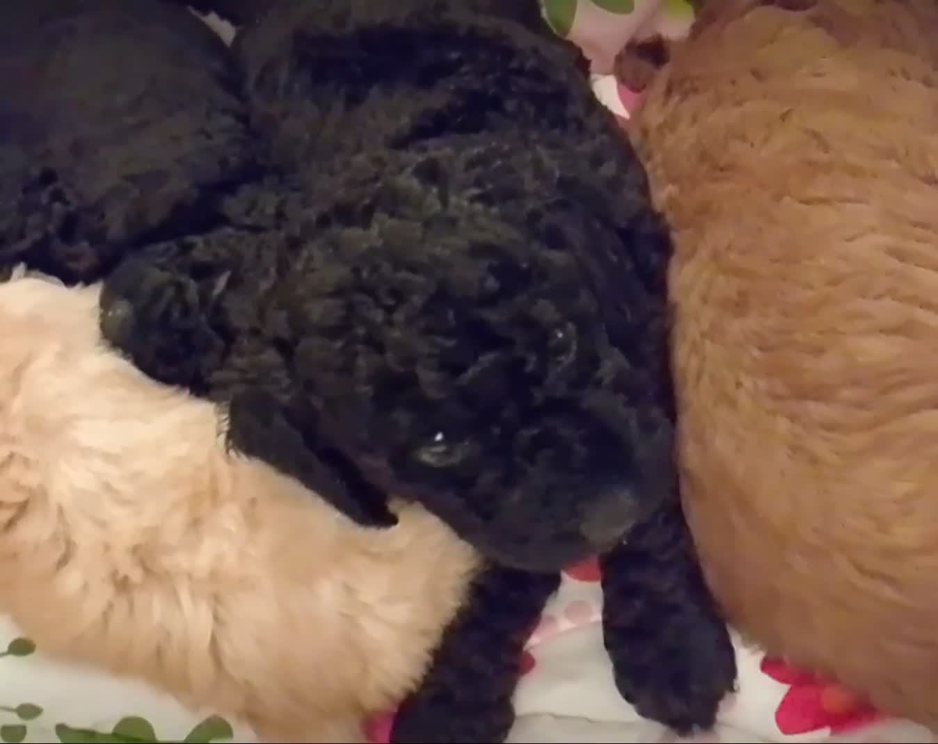 Miniature Poodle dogs for sale: *Last Puppy* Miniature Poodle *KC Registered* - Video 2