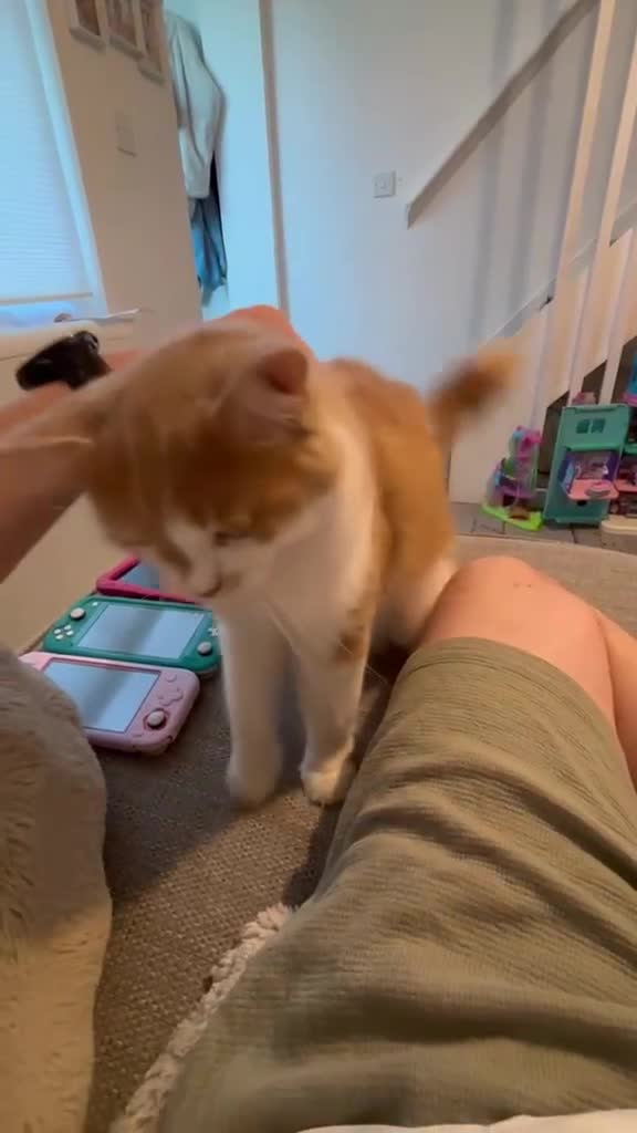 Ragdoll cats for sale: 9-Month-Old Ragdoll x Persian Loving Home Wanted in Colchester - Video 1