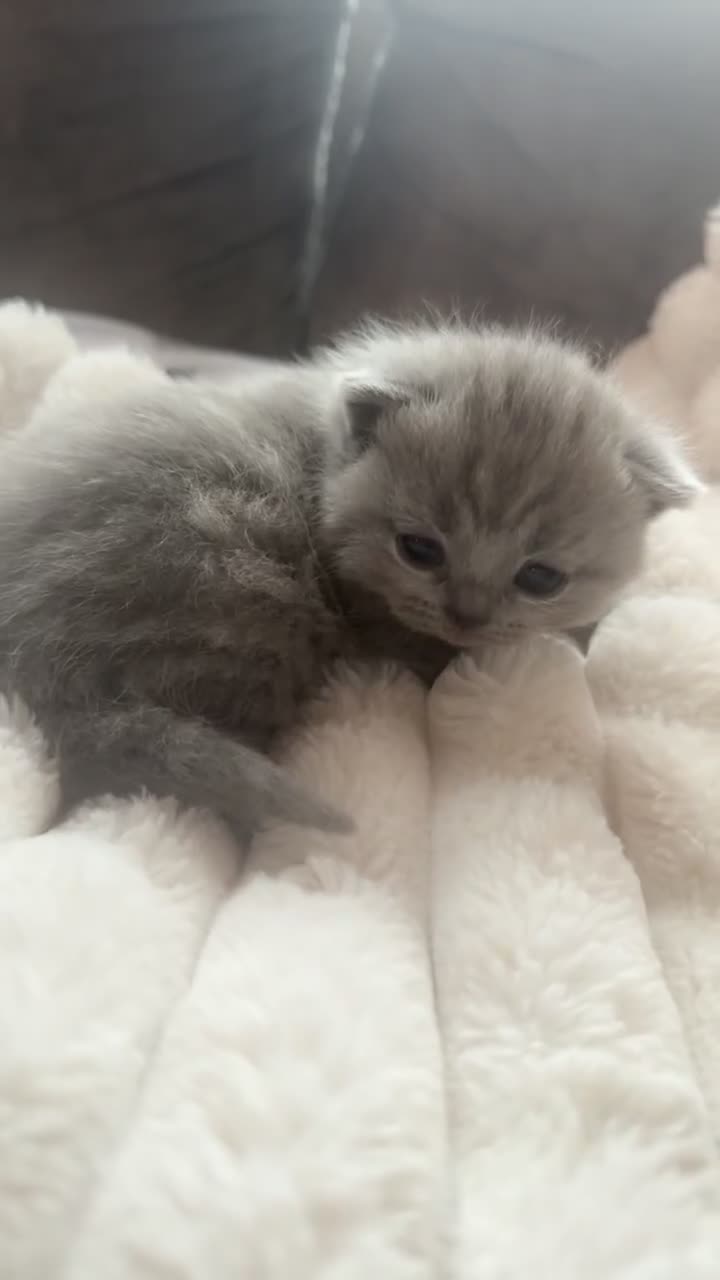 British Shorthair cats for sale: 3 beautiful British blue kitten - Video 4