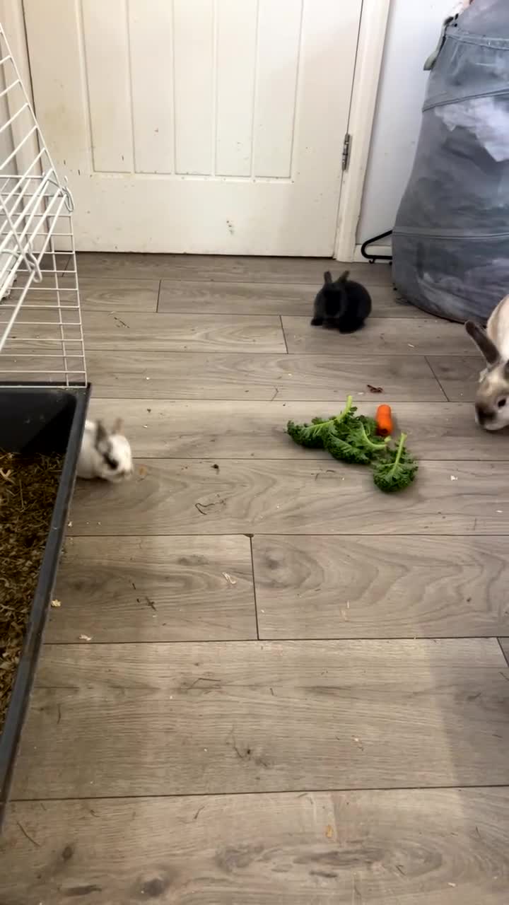 Mixed Breed rabbits for sale: 4 baby rabbits - Video 1