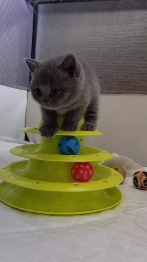 British Shorthair cats for sale: Full Paperwork BSH Kittens Ready 2 July 2026 - Video 2