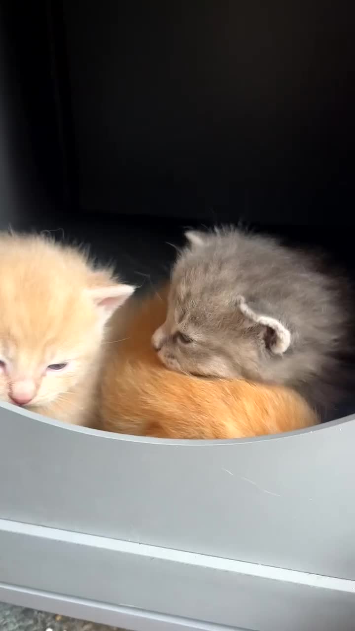 Siamese cats for sale: Fluffy Siamese mix kittens - Video 1