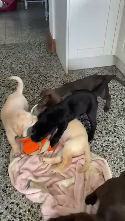 Labrador Retriever dogs for sale: Chunky Labrador Puppies - Video 1