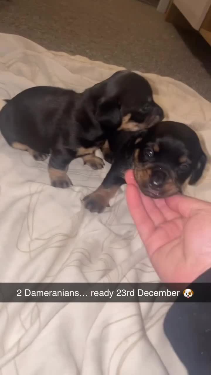 Mixed Breed dogs for sale: Dameranian Puppies  - Video 1