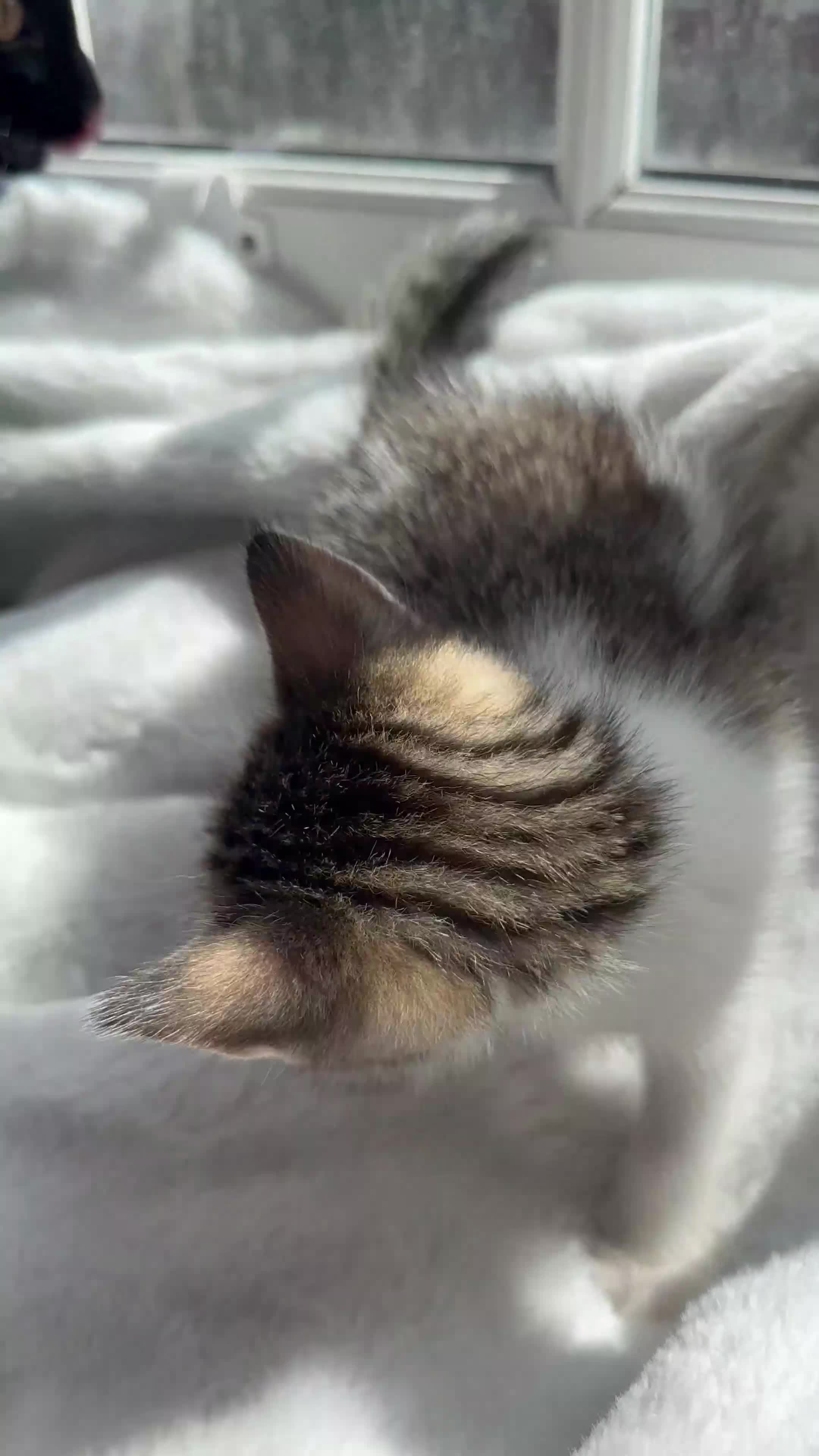 Domestic Shorthair cats for sale: Cute playful kittens ready for loving homes in London - Video 1
