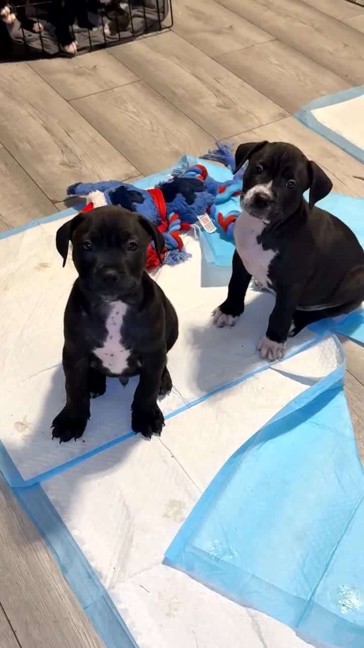 Mixed Breed dogs for sale: beautiful cane corso/ staff pups 7 left  - Video 2
