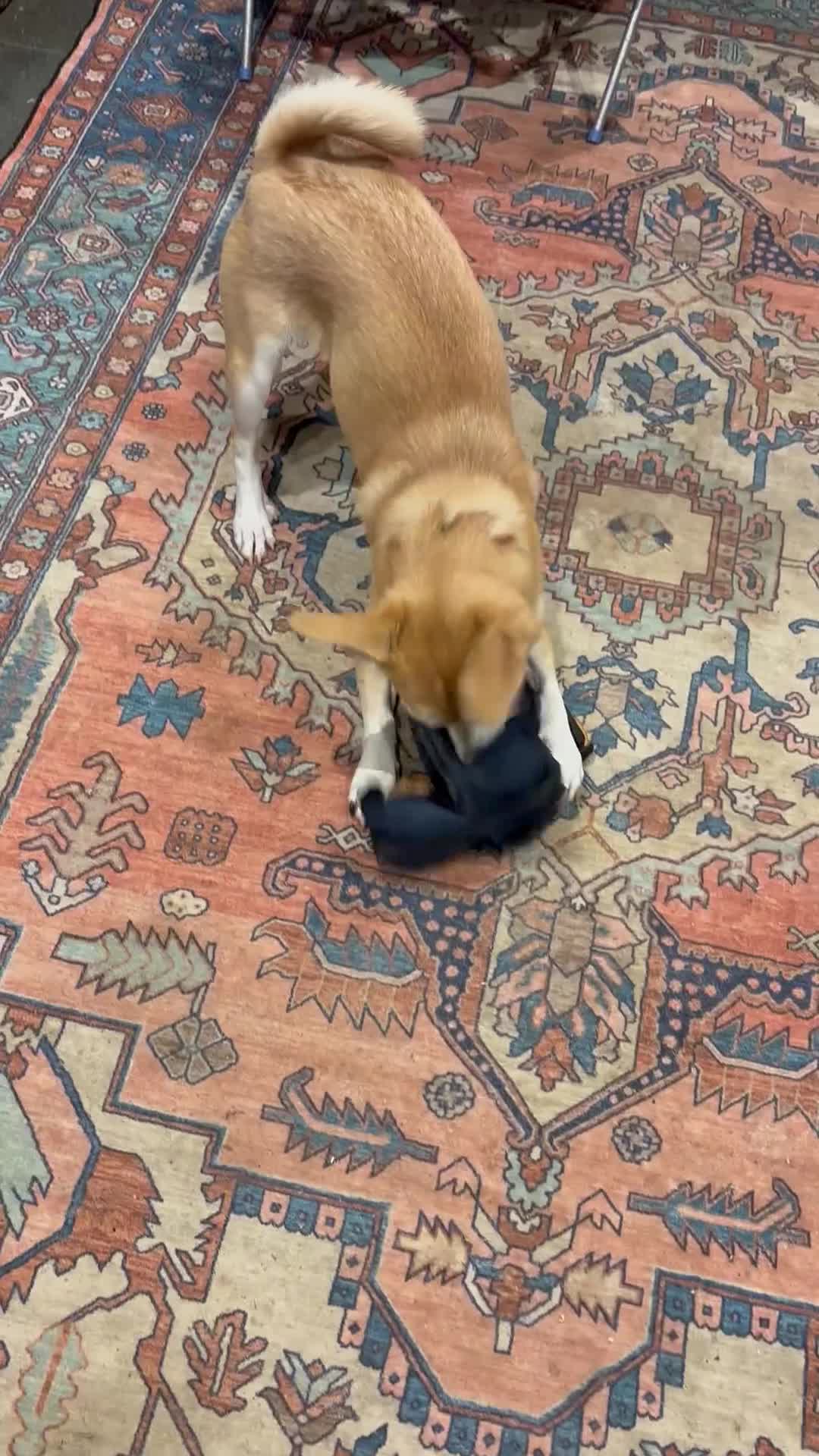 Mixed Breed dogs for adoption: Small friendly girl  - Video 1