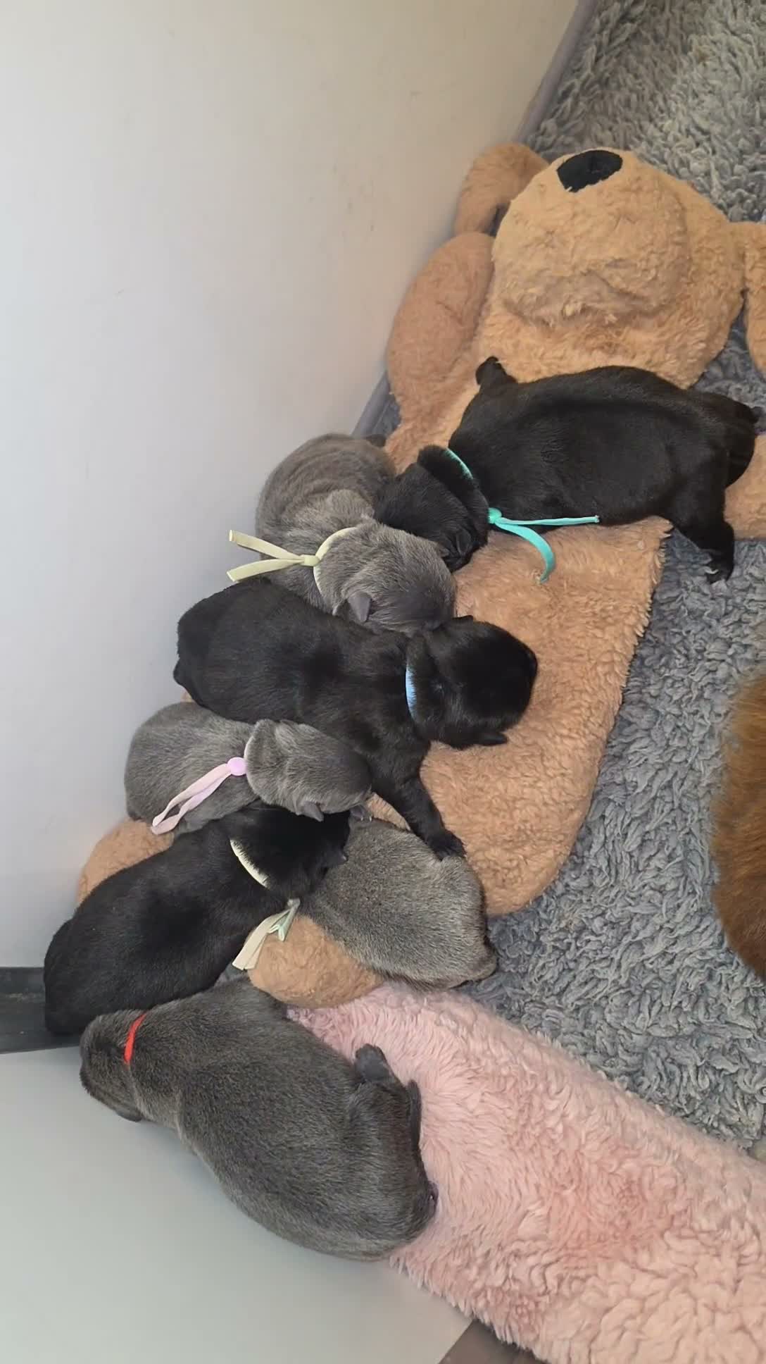 Mixed Breed dogs for sale: Chaffy puppies  - Video 4