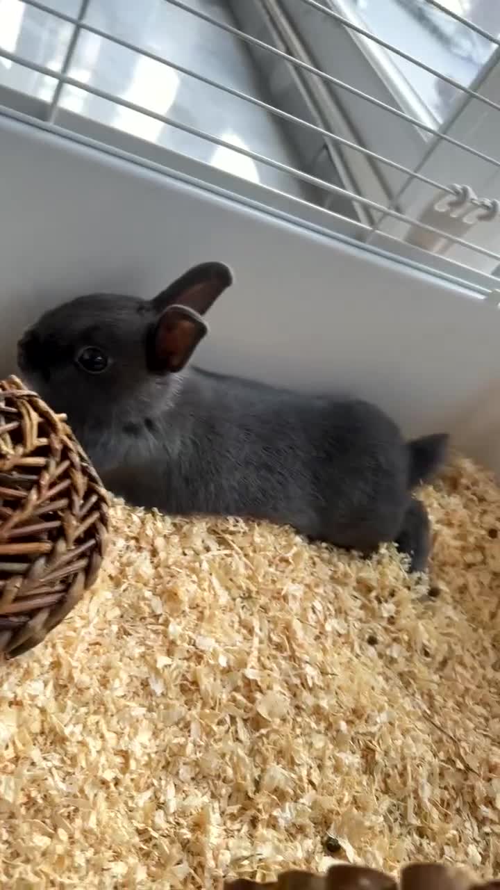 Netherland Dwarf rabbits for sale: Dwarf bunny ready to go now !  - Video 2