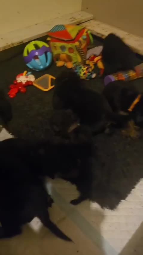 Rottweiler dogs for sale: Chunky big boned rottweilers  - Video 1