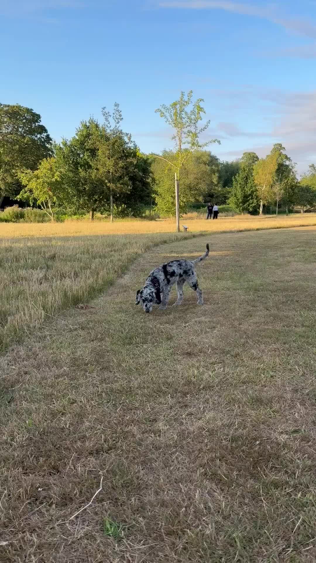 Cockapoo dogs for sale: Charlie  in Bourne - Video 1