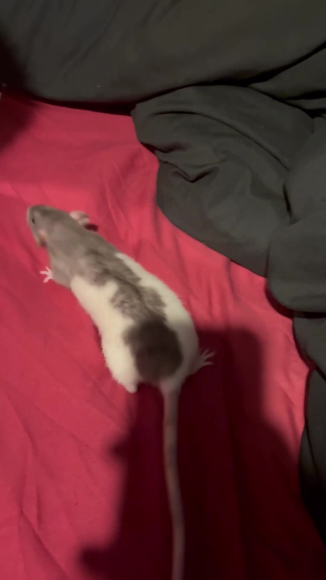 Rat rodents for sale: 3 dumbo rats 1 albino in Birmingham - Video 1