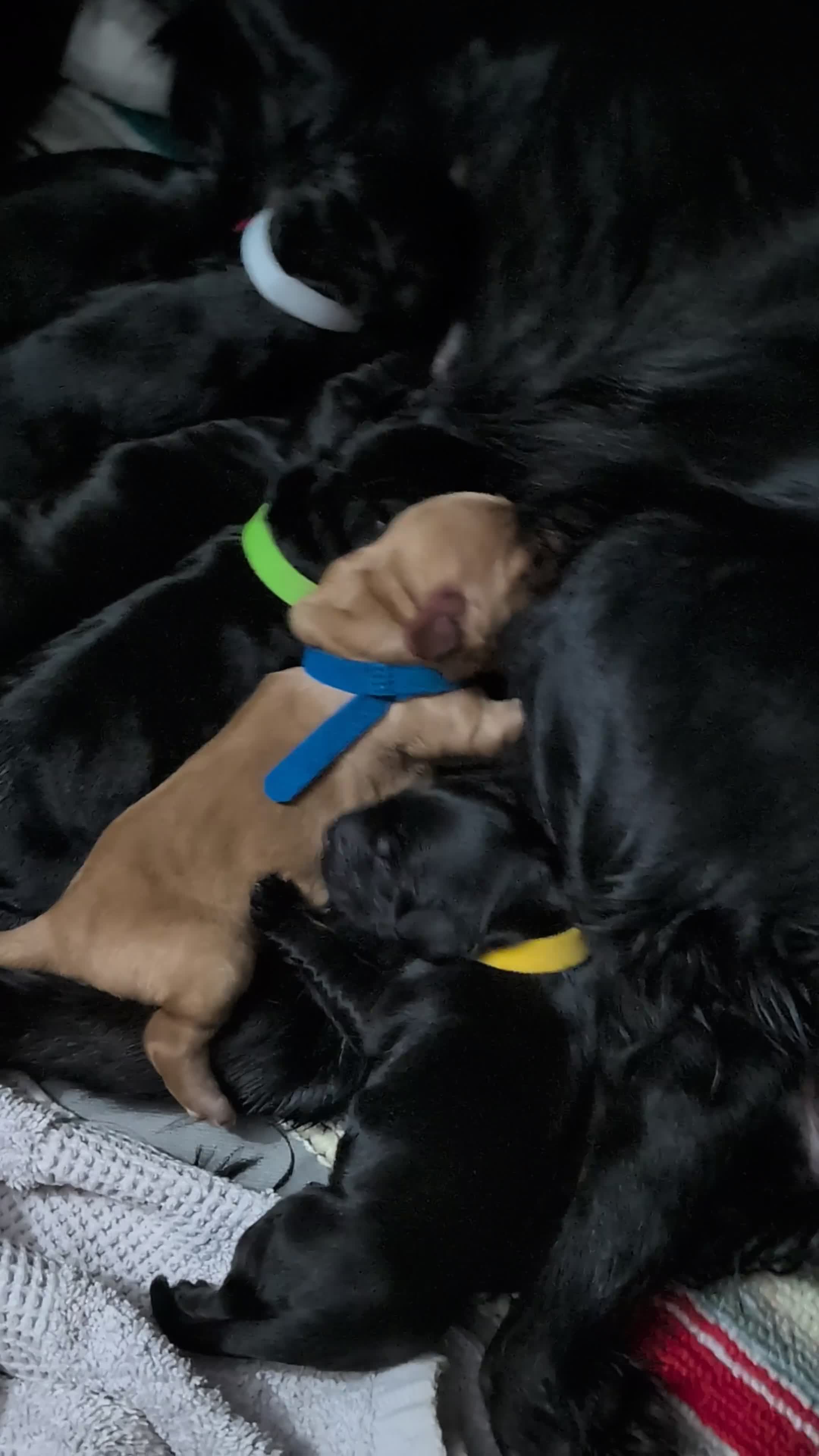 Cocker Spaniel dogs for sale: Working Cocker Spaniel pups - Video 1