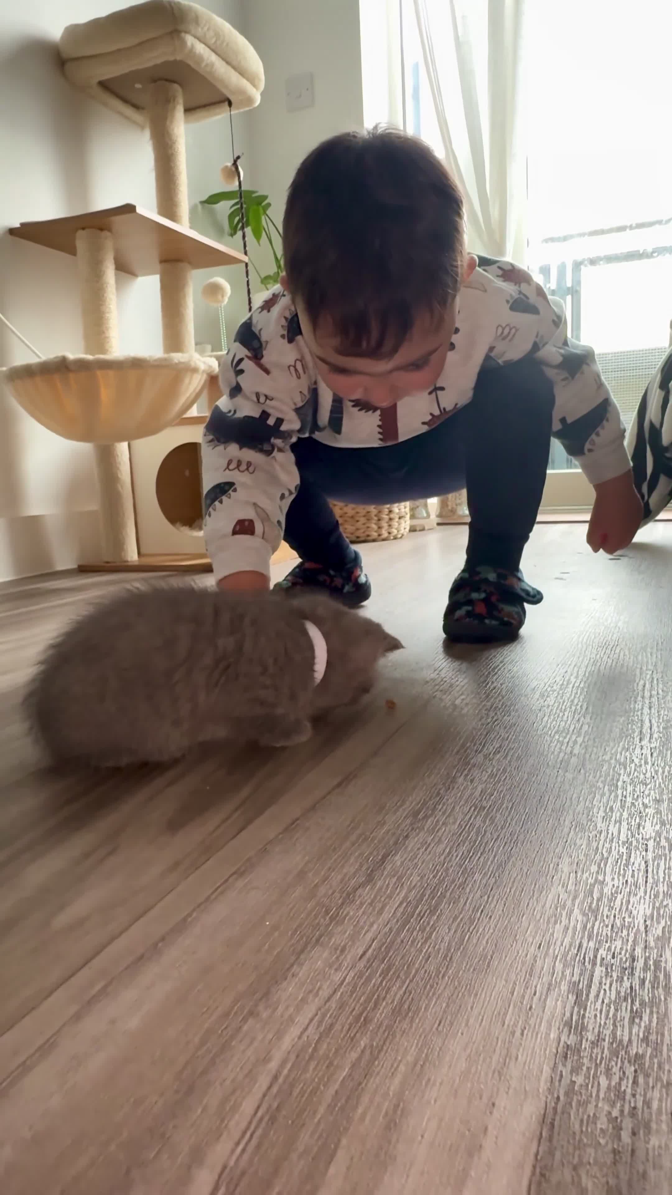 British Shorthair cats for sale: Adorable British Shorthair Kittens — READY TO GO! - Video 1