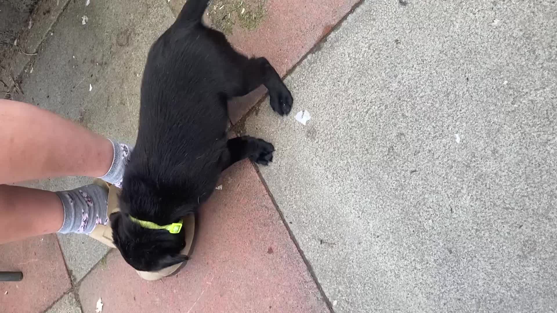 Labrador Retriever dogs for sale: Field Trial Bred Labrador - 1 Dog Pup available  - Video 1