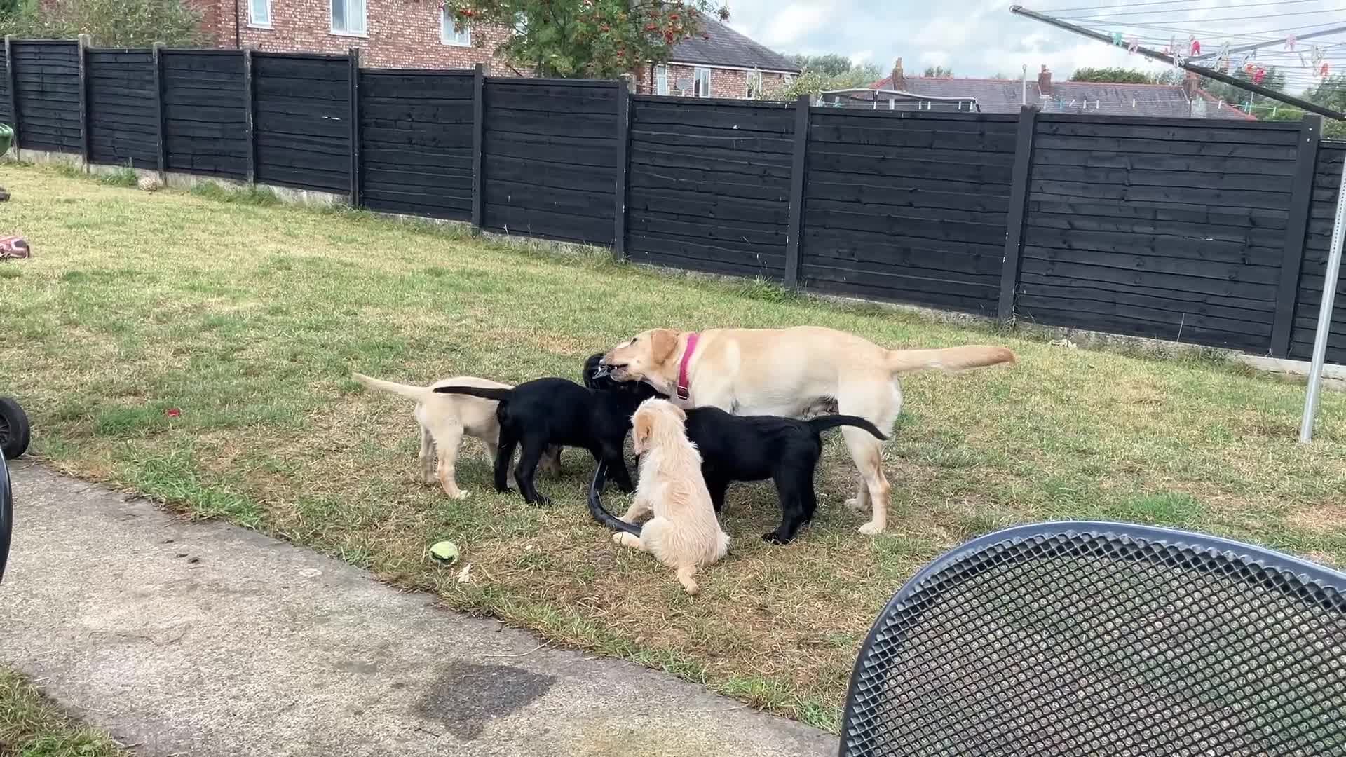 Labradoodle dogs for sale: Labradoodle  - Video 1