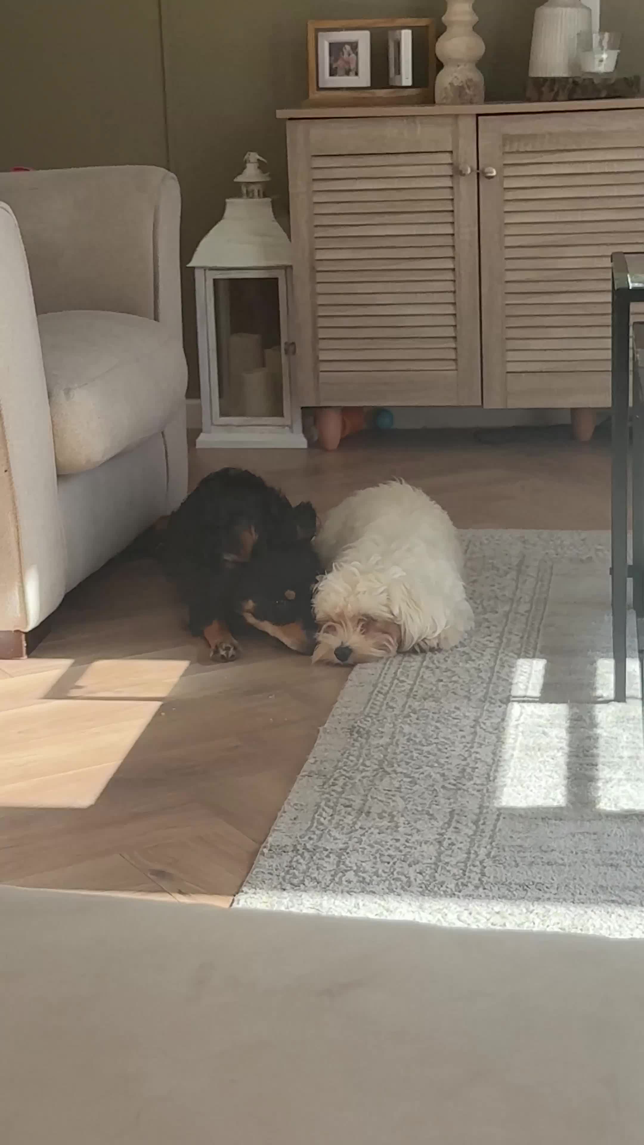 Maltipoo dogs for sale: Beautiful bonded pair – Maltese & Havapoo  💕 - Video 1