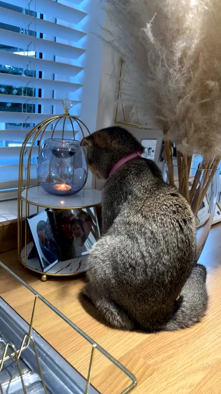 Scottish Fold cats for sale: Pure Scottish fold - Video 2