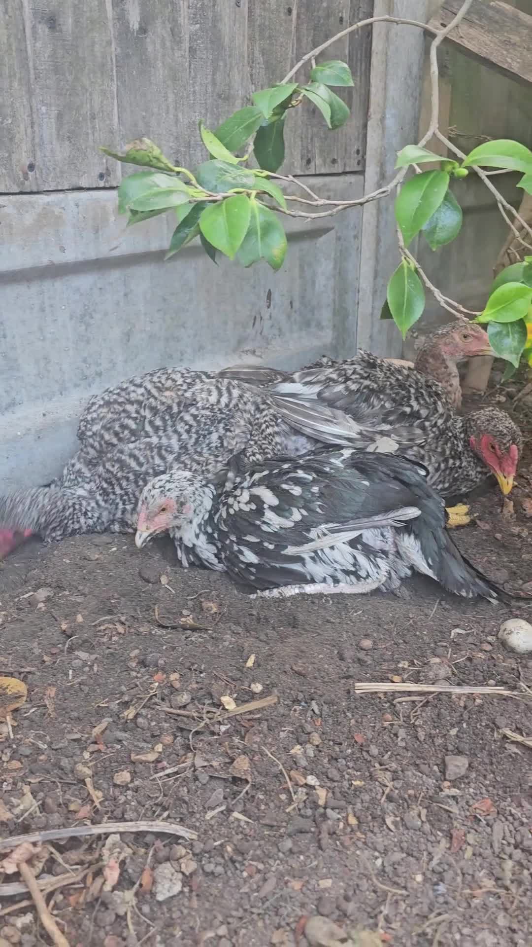 Chickens poultry for sale:  Beautiful Asil & Shmo breed in London - Video 2